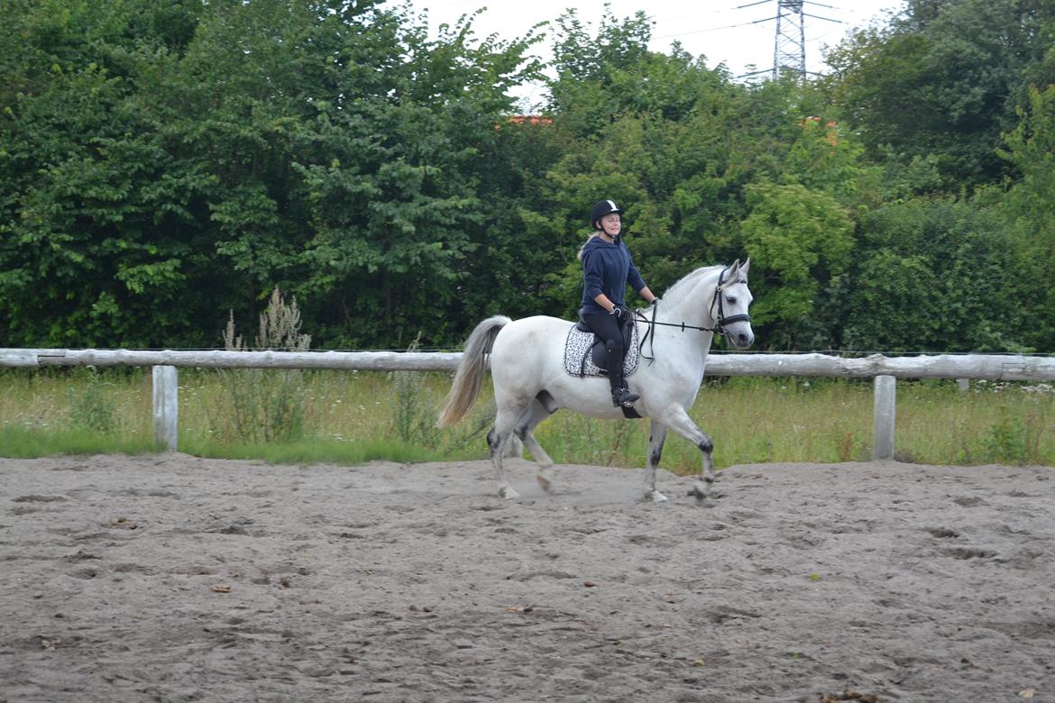Anden særlig race Bill billede 3