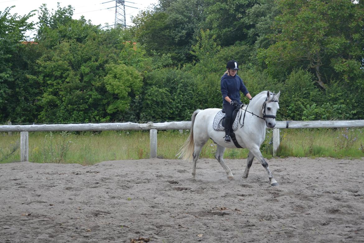 Anden særlig race Bill billede 4