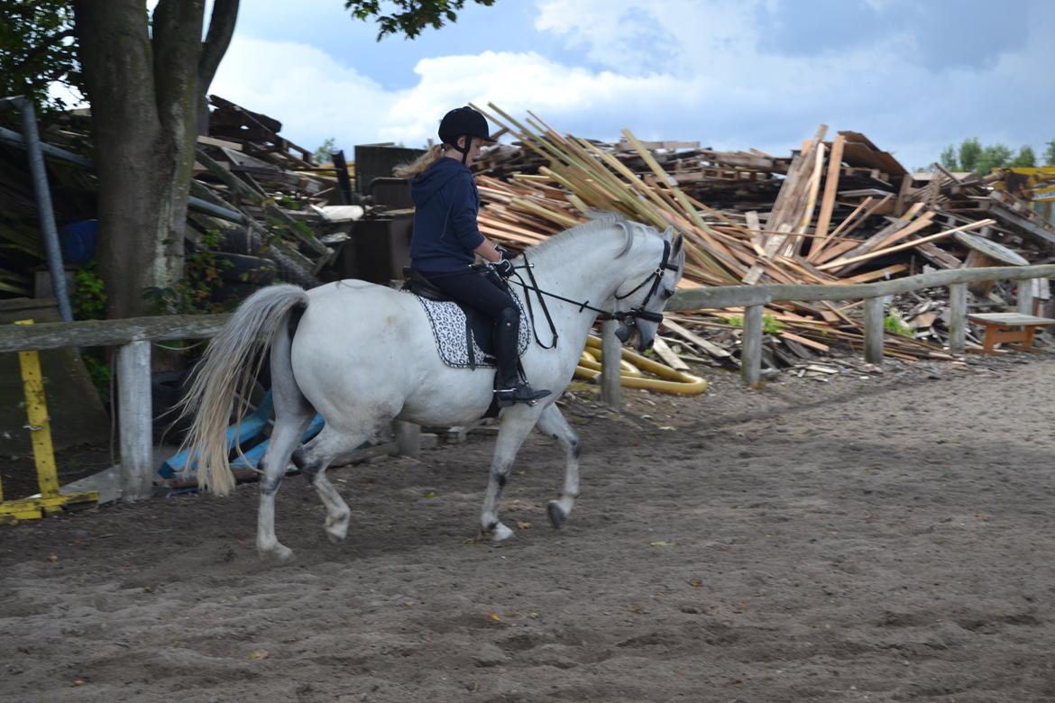 Anden særlig race Bill billede 5