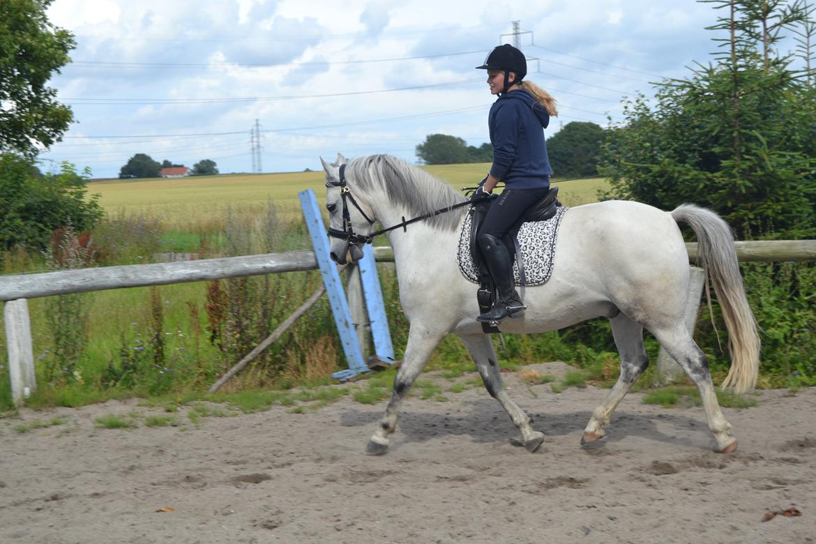 Anden særlig race Bill billede 6