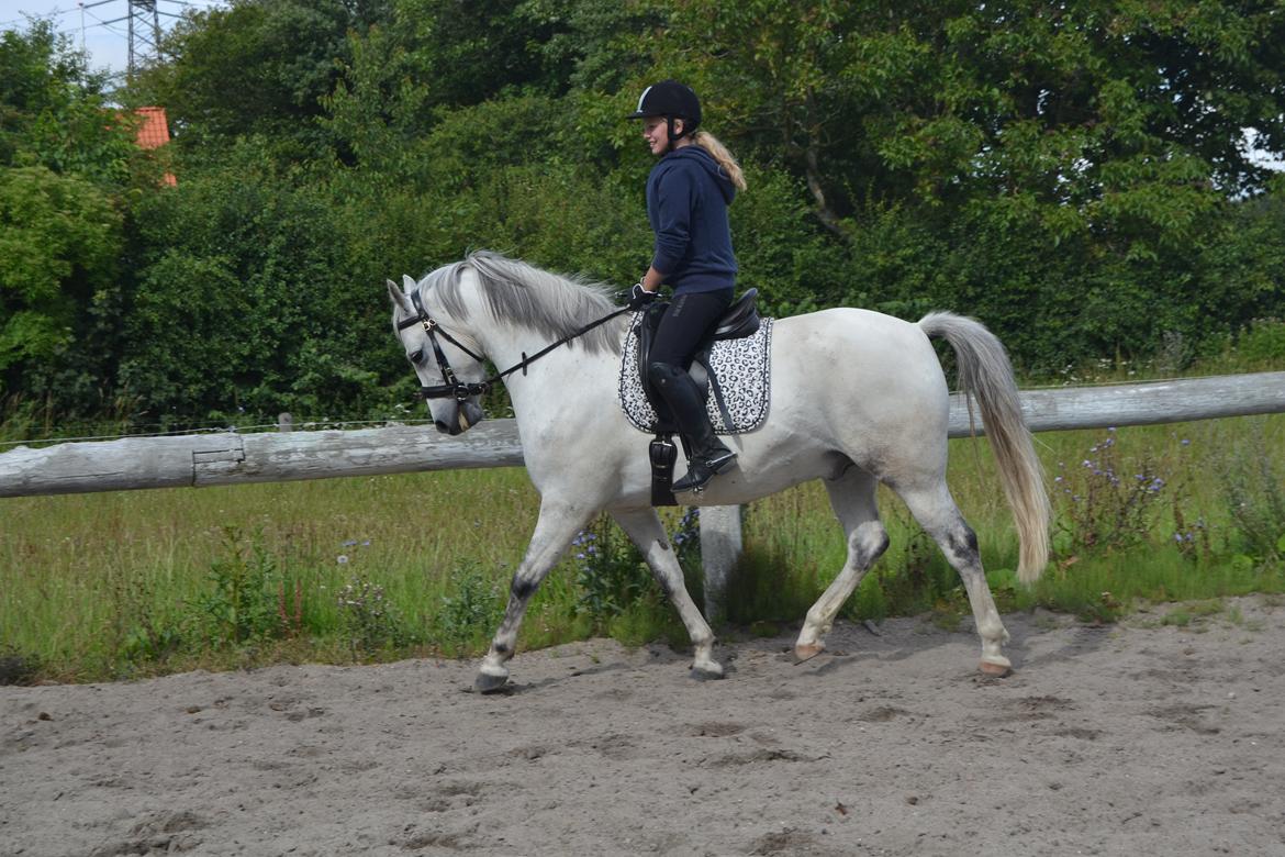 Anden særlig race Bill billede 7