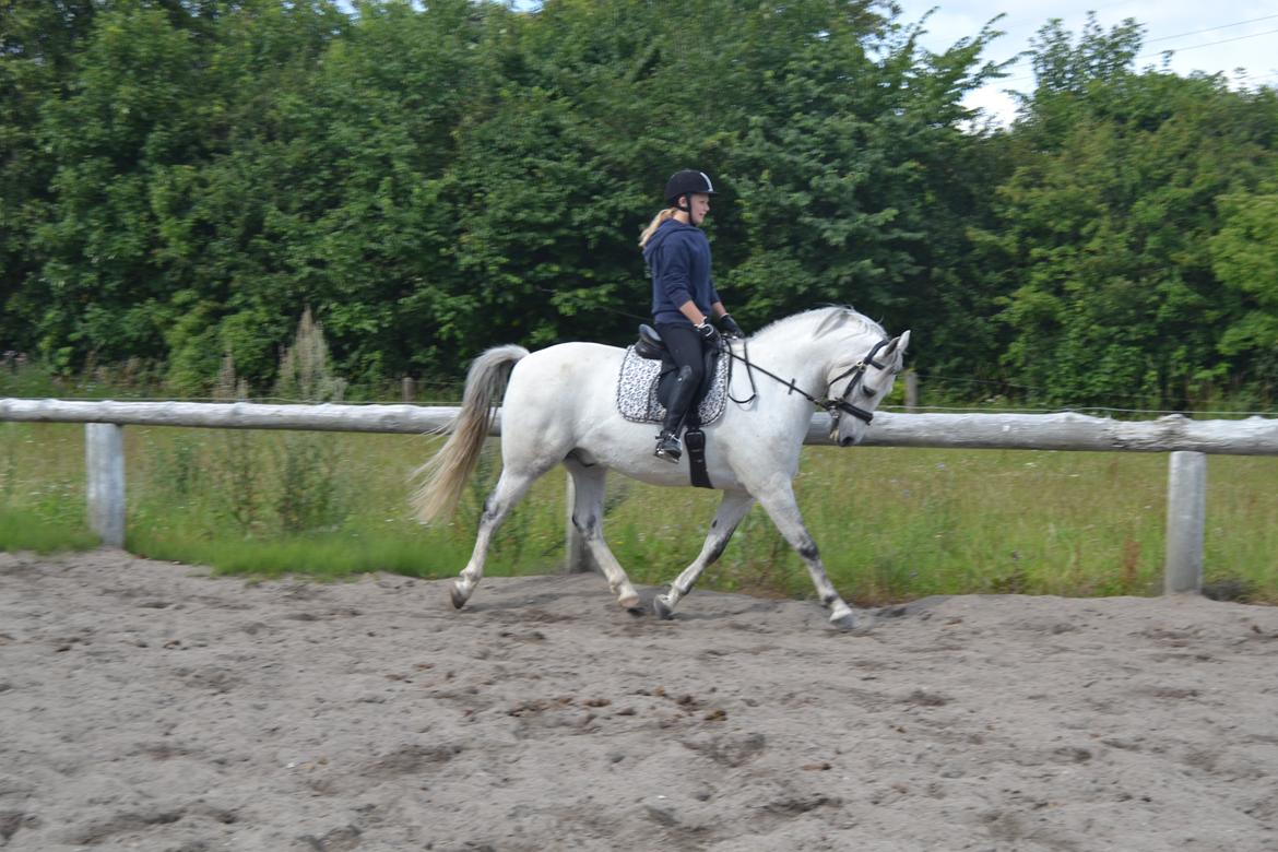 Anden særlig race Bill billede 9