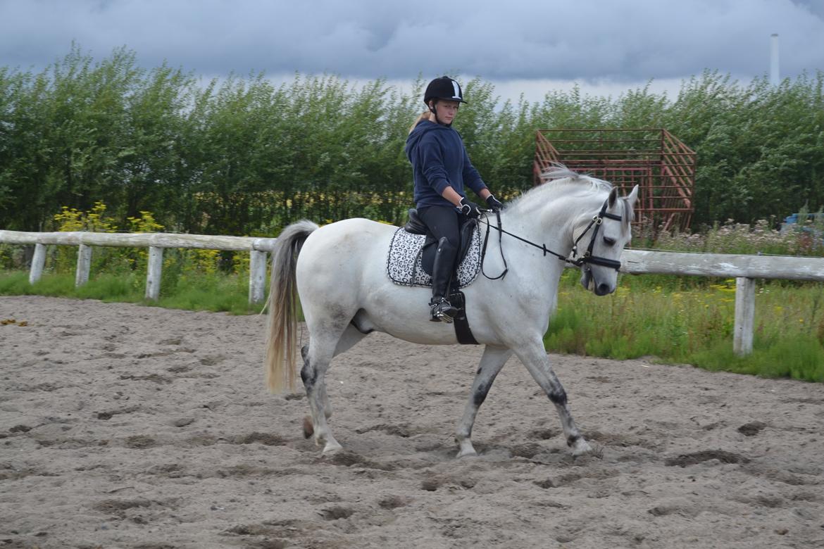 Anden særlig race Bill billede 10