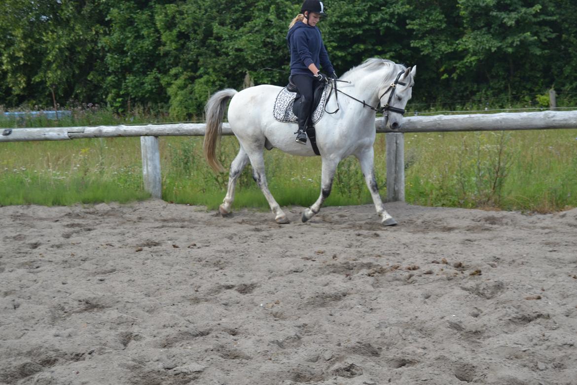 Anden særlig race Bill billede 11