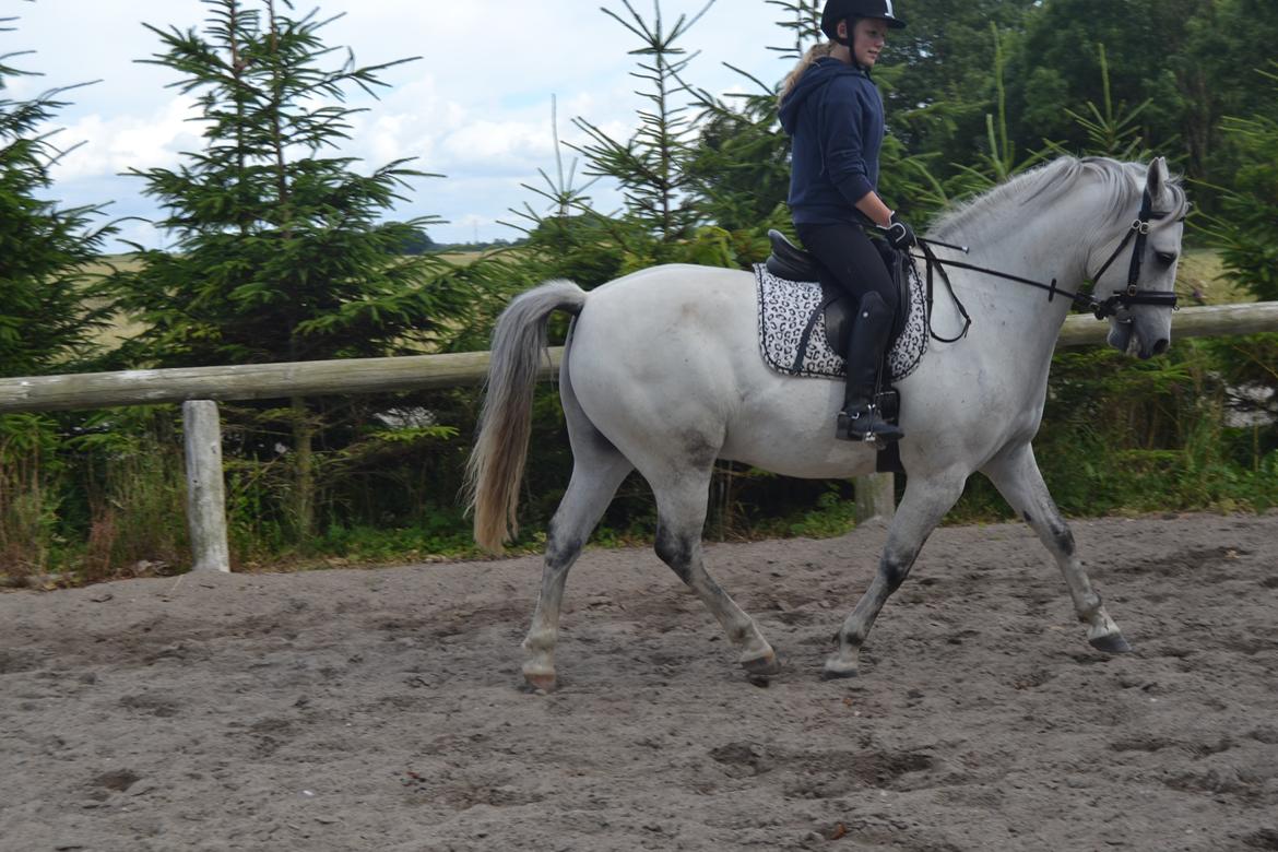 Anden særlig race Bill billede 12