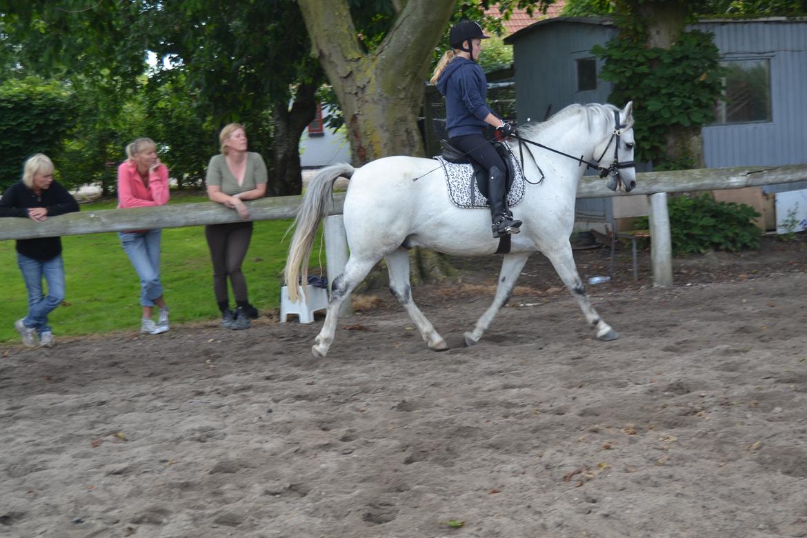 Anden særlig race Bill billede 13