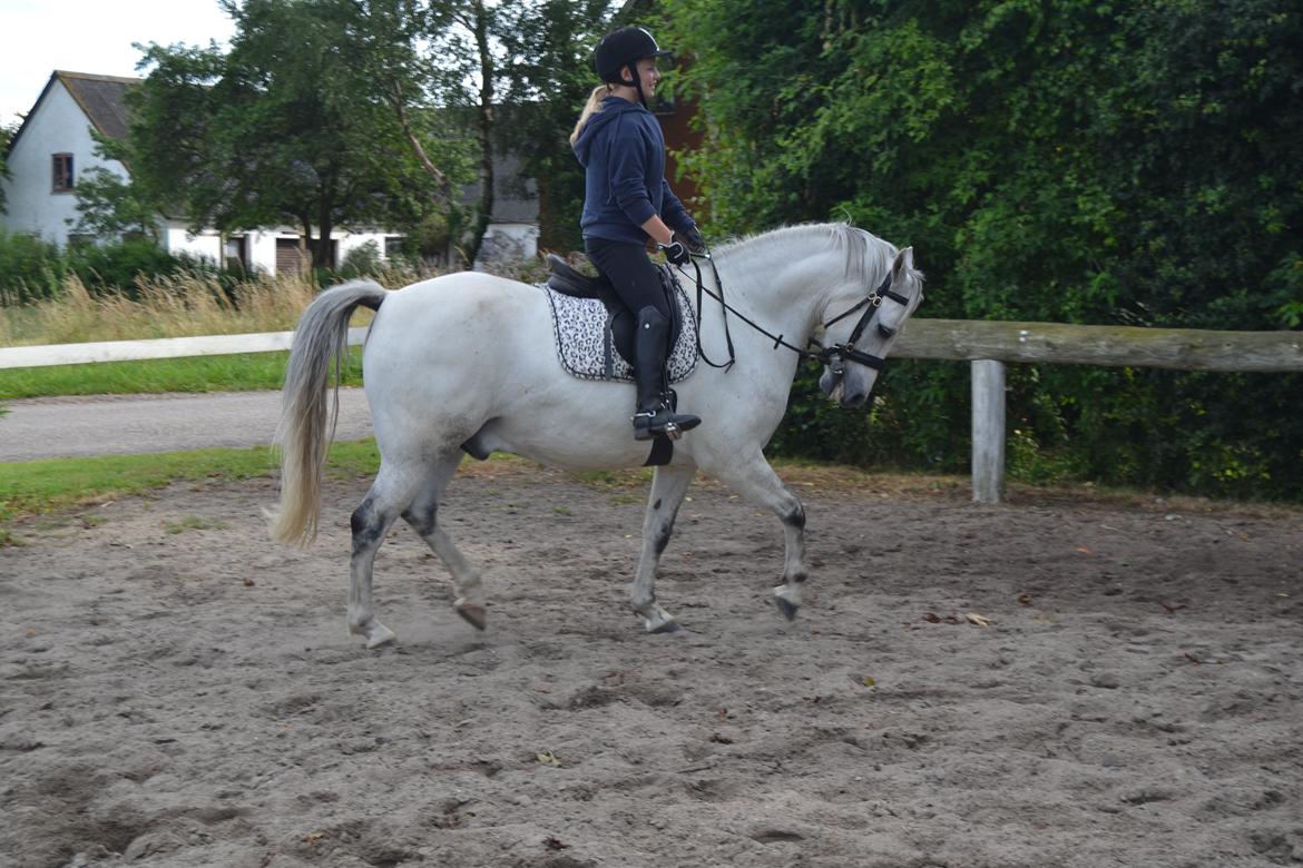 Anden særlig race Bill billede 14