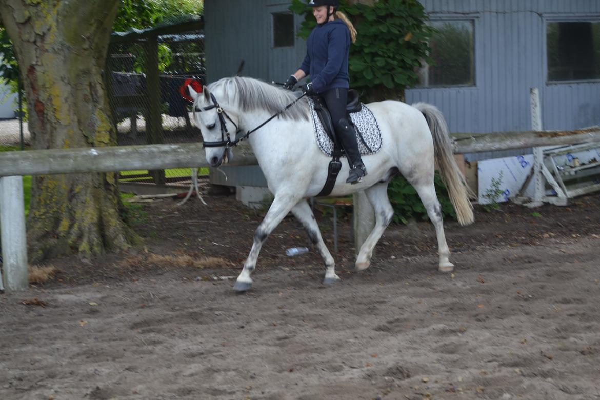Anden særlig race Bill billede 15