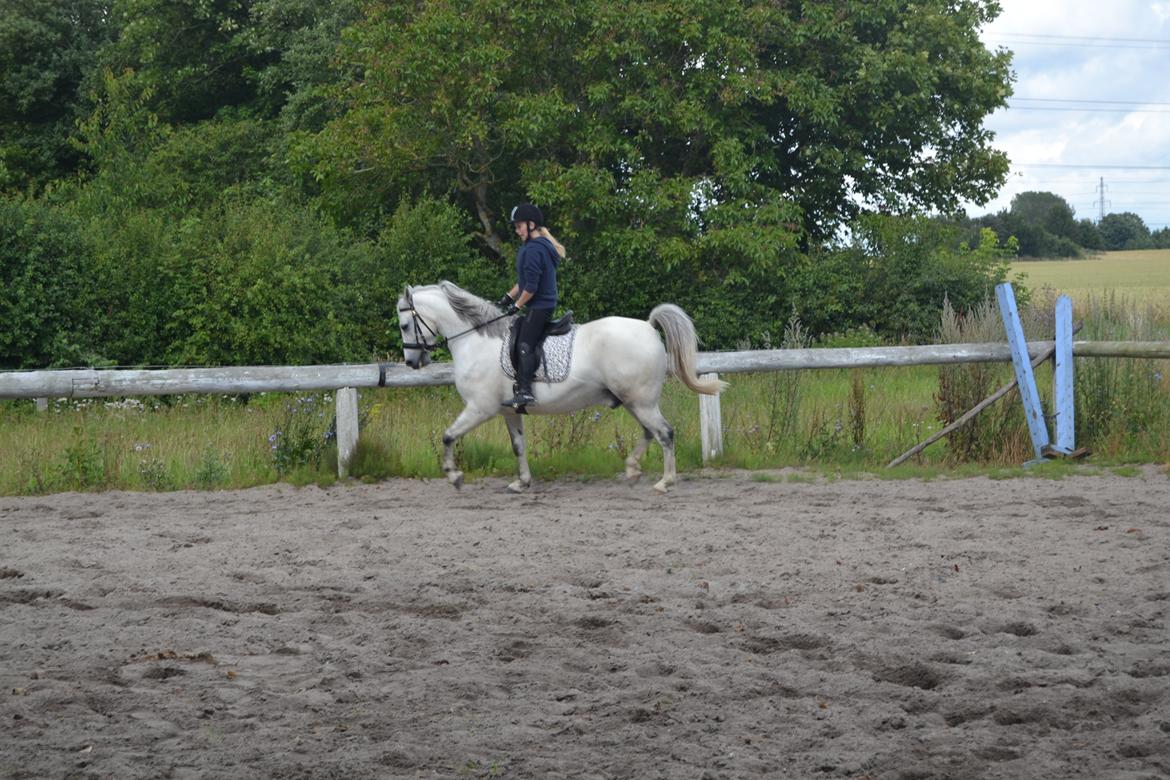 Anden særlig race Bill billede 16