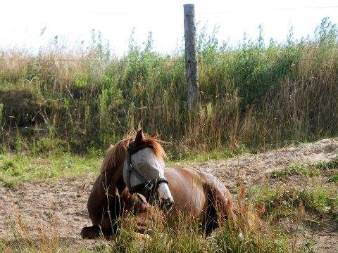 Anden særlig race Mon Cheri<3 - Monse du er så smuk som solen<3 så sød som sukker og så er du verndens bedste ven!<3 elsker dig<3<3<3 billede 12