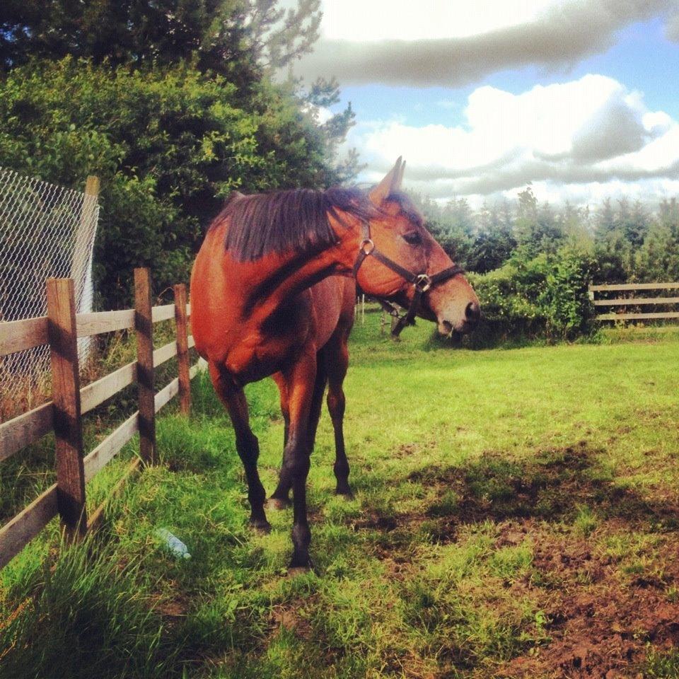 Fuldblod (XX) Be my vision - den smukkest hest billede 1