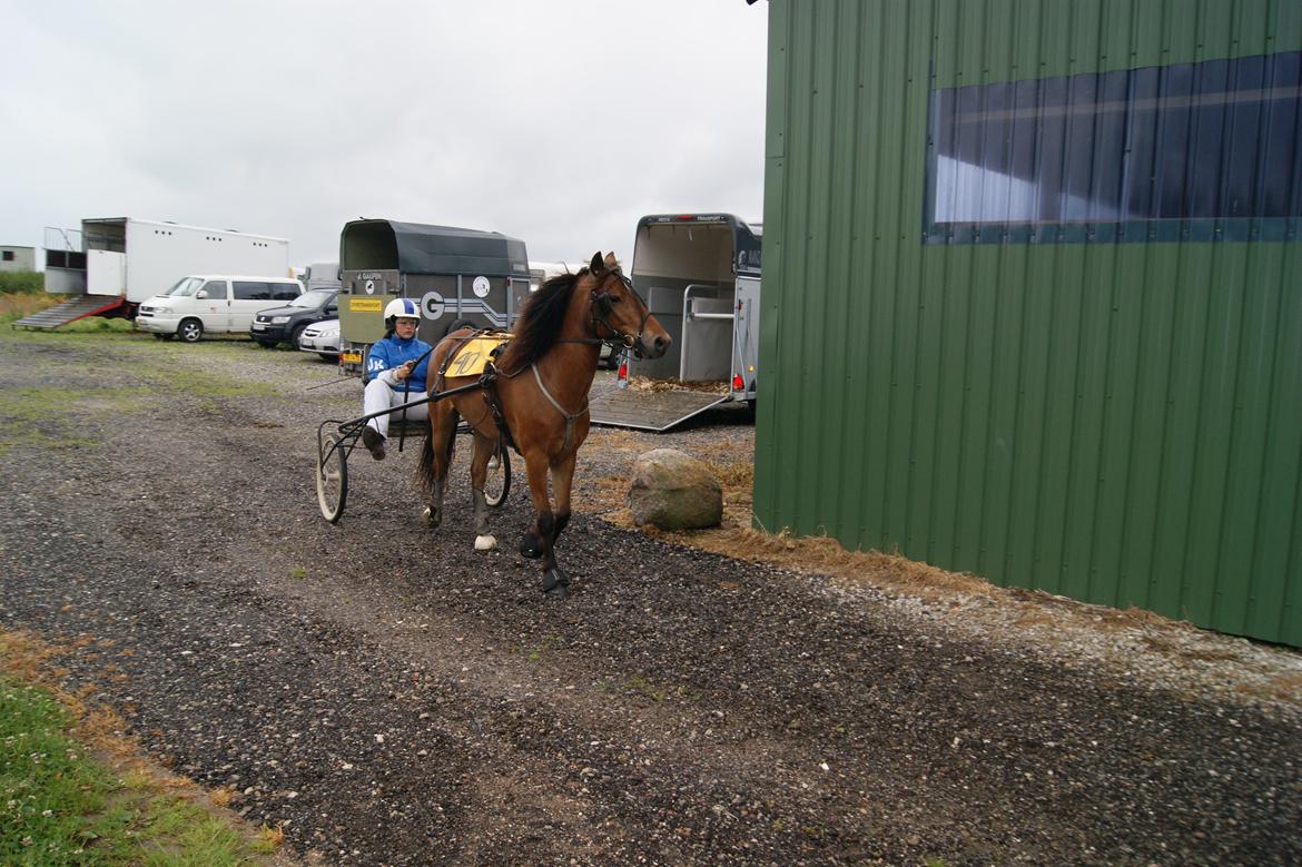 Gotlandsruss Gabriel Gross billede 11