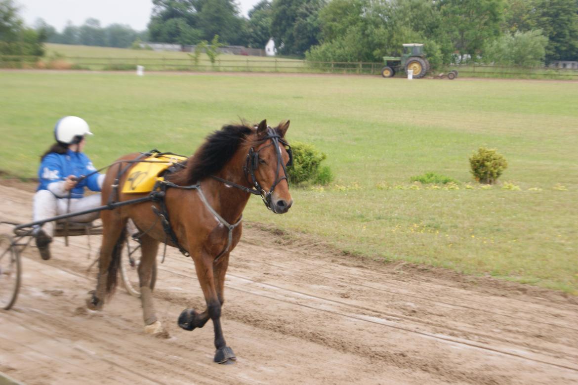 Gotlandsruss Gabriel Gross billede 12