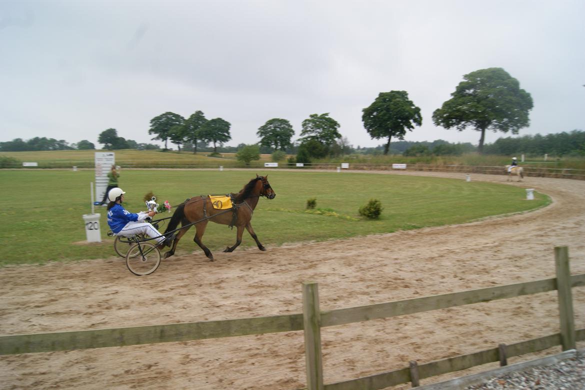 Gotlandsruss Gabriel Gross billede 13