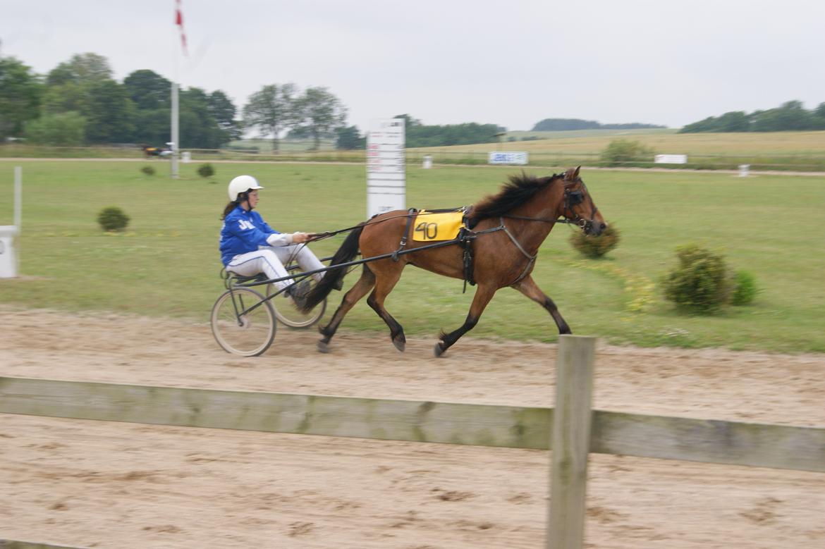 Gotlandsruss Gabriel Gross billede 14