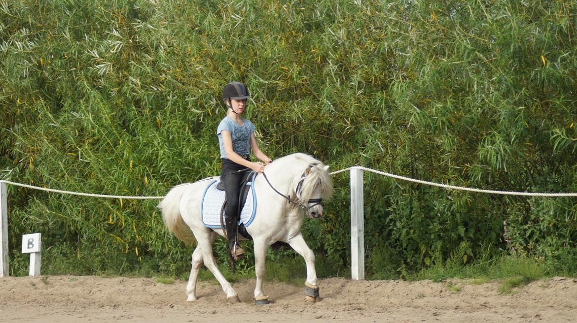 Welsh Mountain (sec A) Crumpwell Carwyn billede 1
