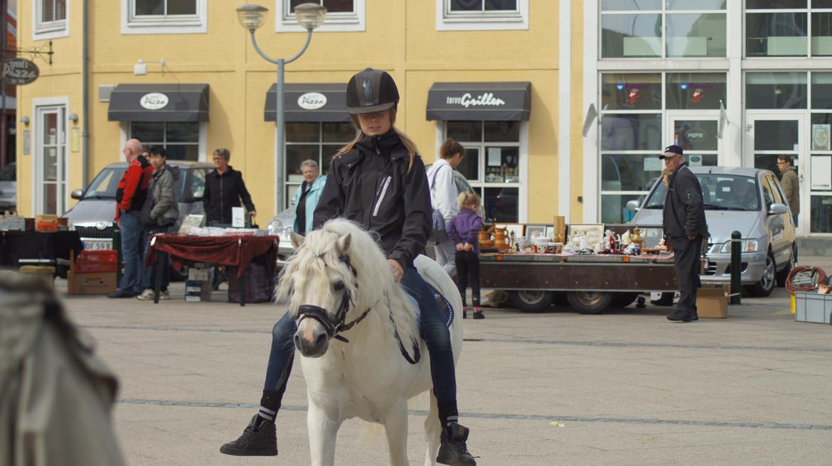 Welsh Mountain (sec A) Crumpwell Carwyn billede 7