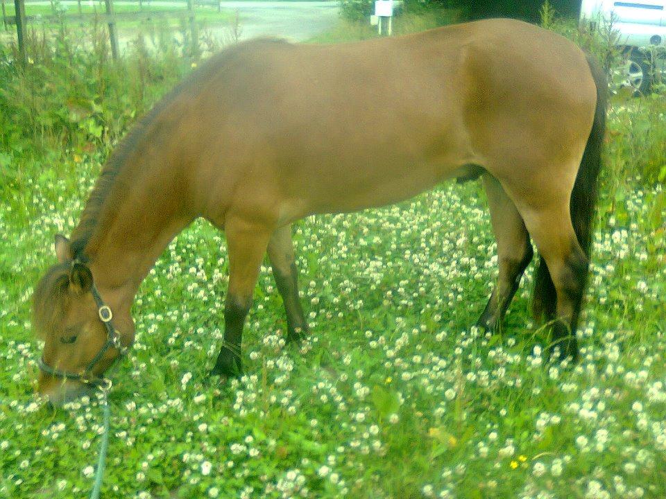 Gotlandsruss Gabriel Gross billede 15