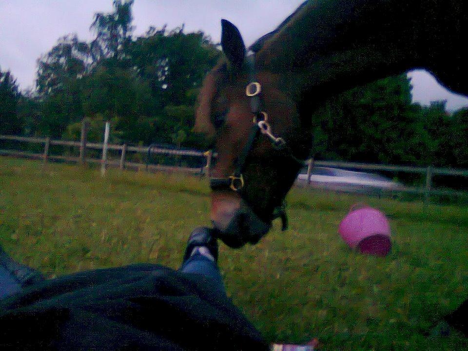 Gotlandsruss Gabriel Gross billede 17