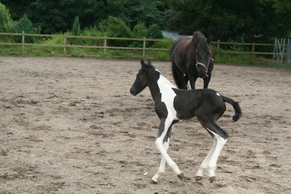 Barockpinto Stormarksgaards Daquiri billede 1