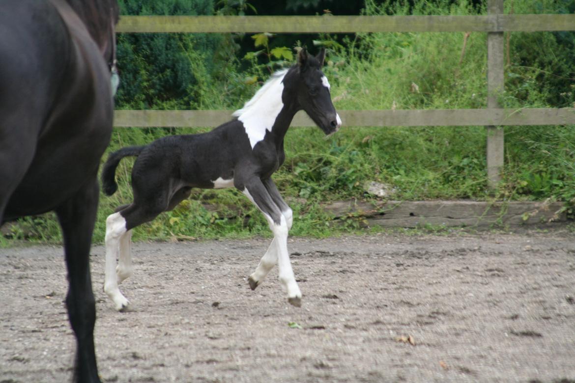 Barockpinto Stormarksgaards Daquiri billede 2