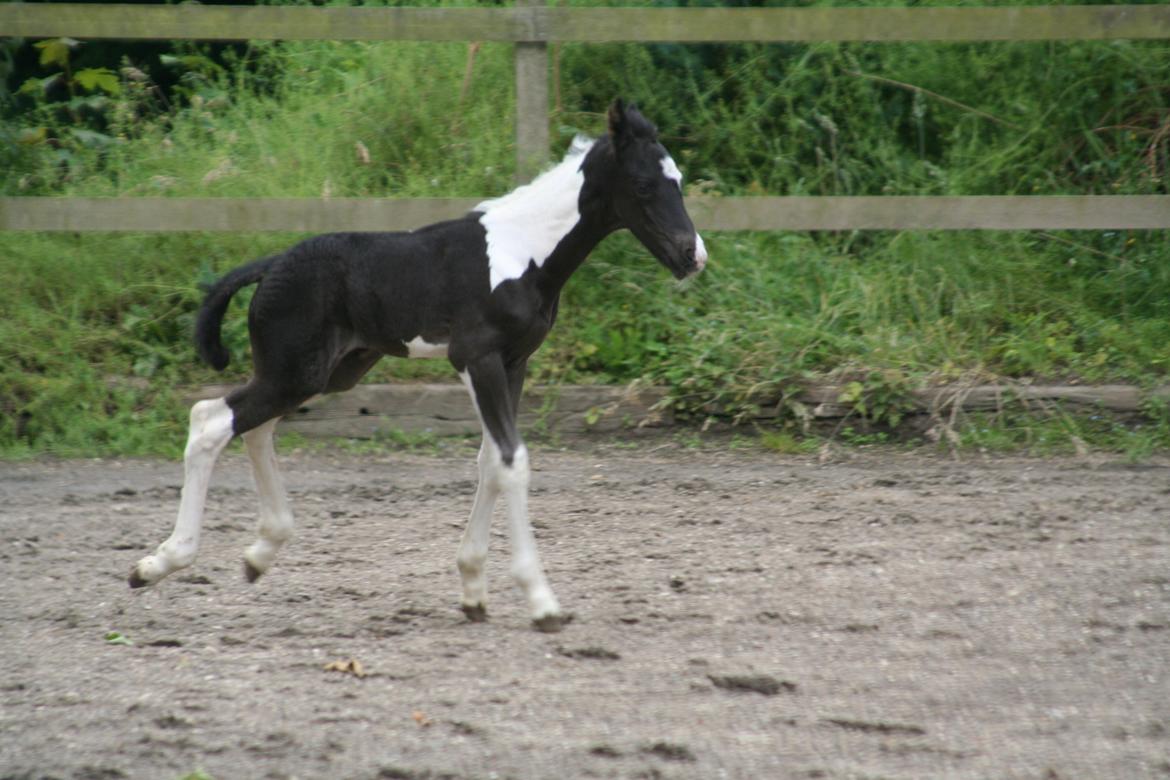 Barockpinto Stormarksgaards Daquiri billede 3