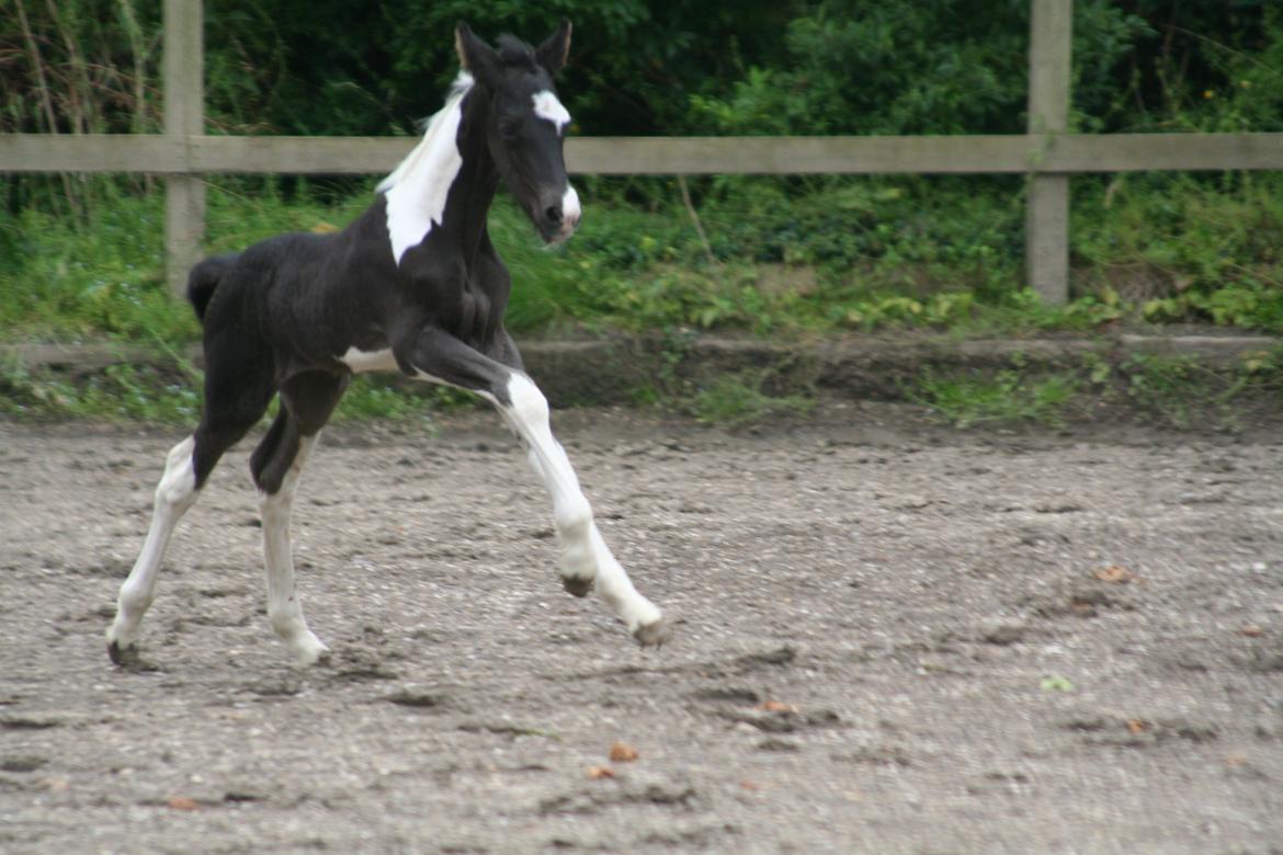 Barockpinto Stormarksgaards Daquiri billede 4