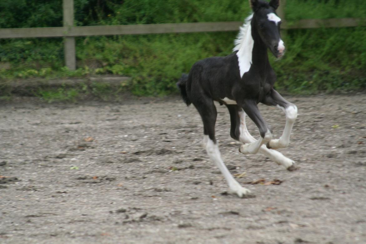 Barockpinto Stormarksgaards Daquiri billede 6