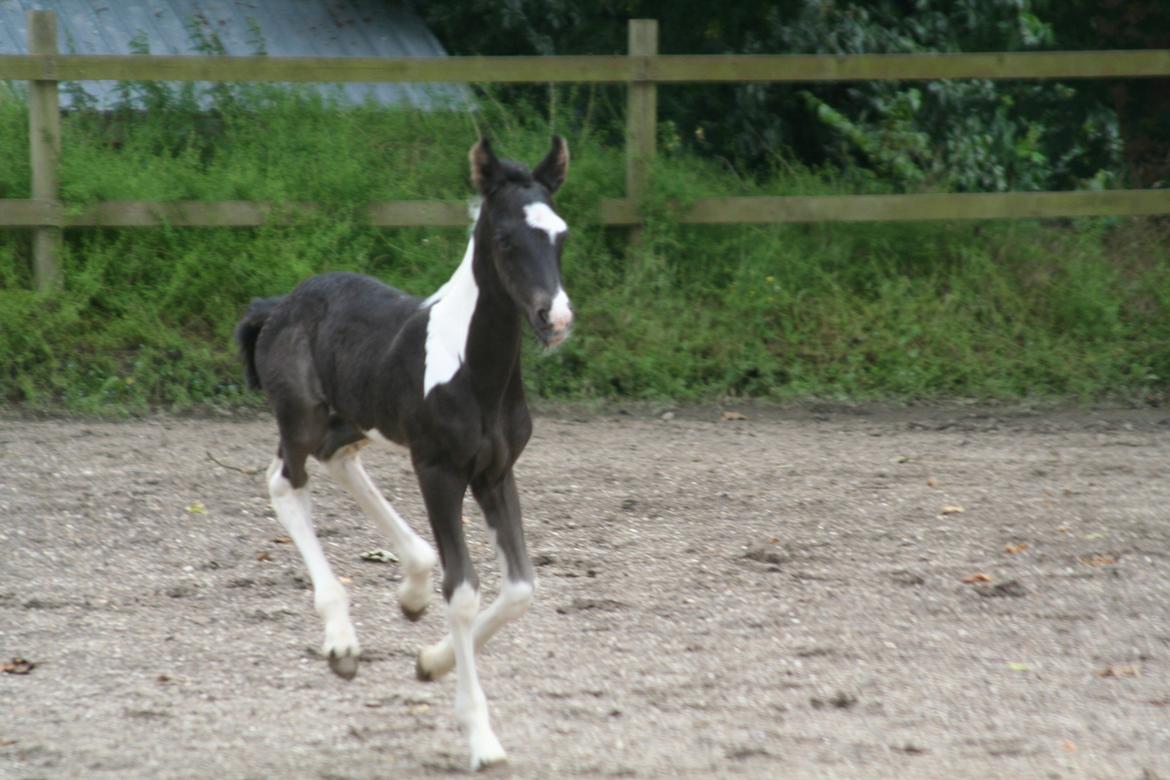 Barockpinto Stormarksgaards Daquiri billede 7