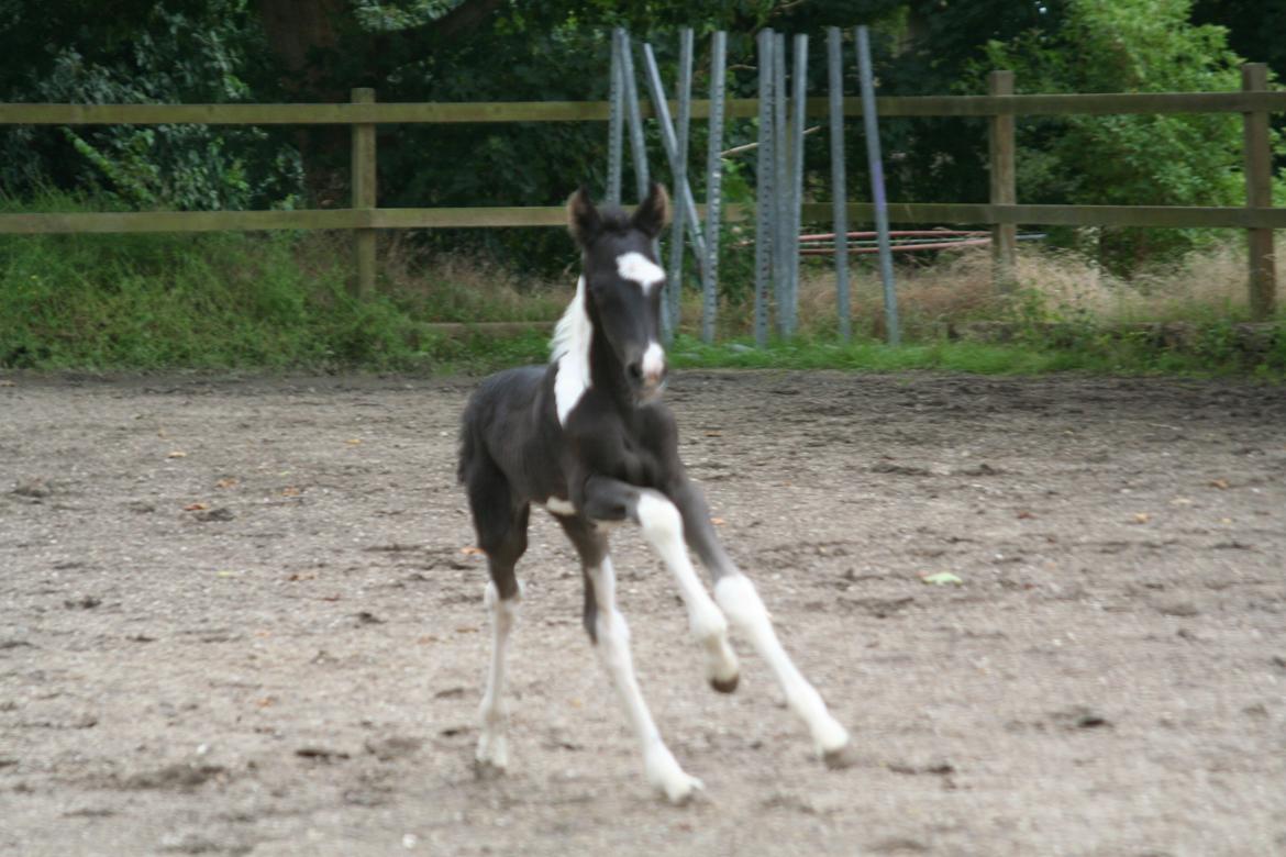 Barockpinto Stormarksgaards Daquiri billede 8