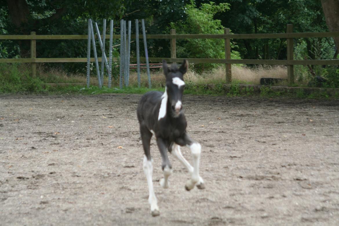 Barockpinto Stormarksgaards Daquiri billede 9