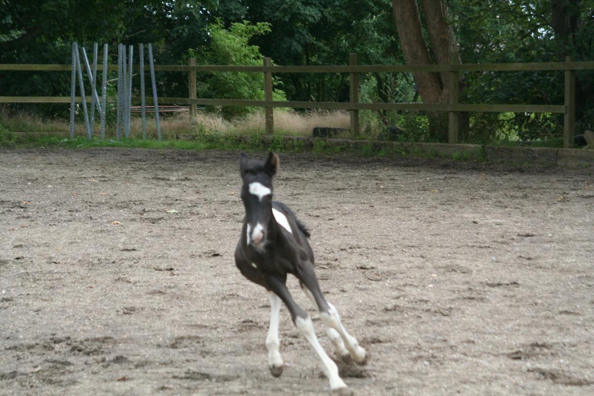 Barockpinto Stormarksgaards Daquiri billede 10