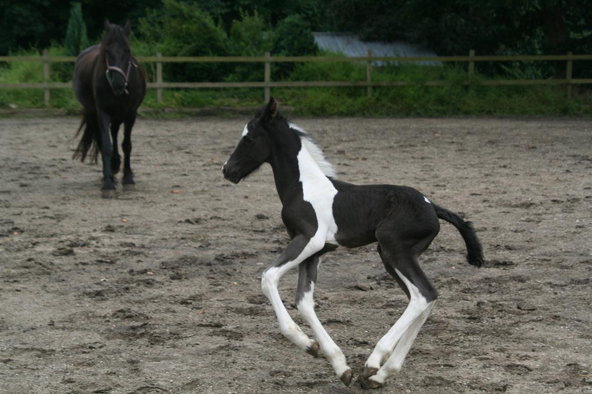 Barockpinto Stormarksgaards Daquiri billede 11