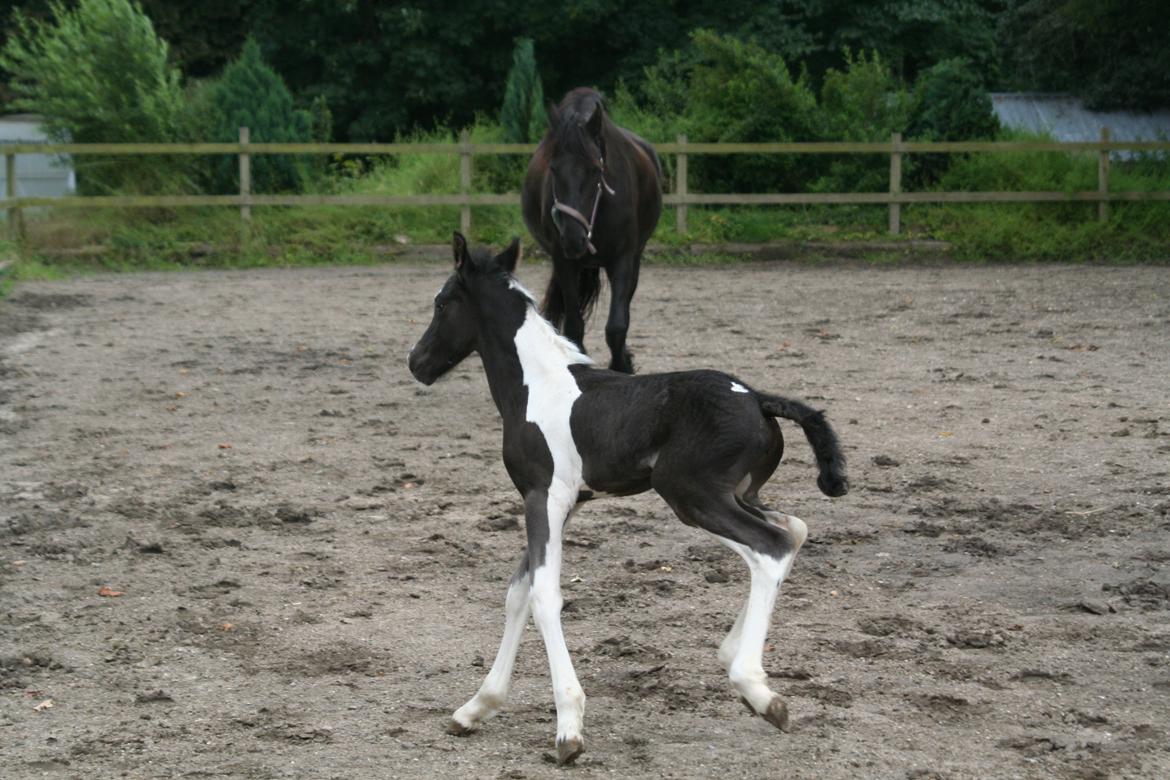 Barockpinto Stormarksgaards Daquiri billede 12