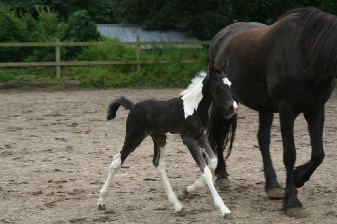 Barockpinto Stormarksgaards Daquiri billede 13
