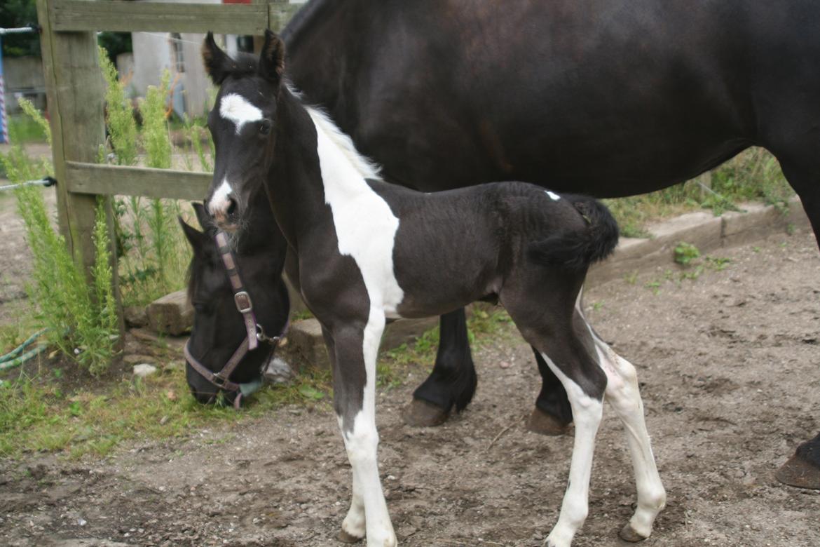 Barockpinto Stormarksgaards Daquiri billede 14