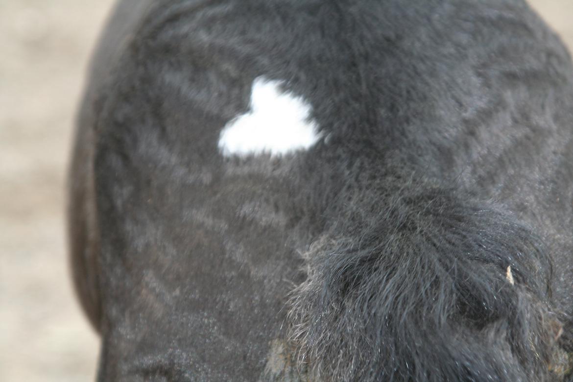 Barockpinto Stormarksgaards Daquiri billede 15