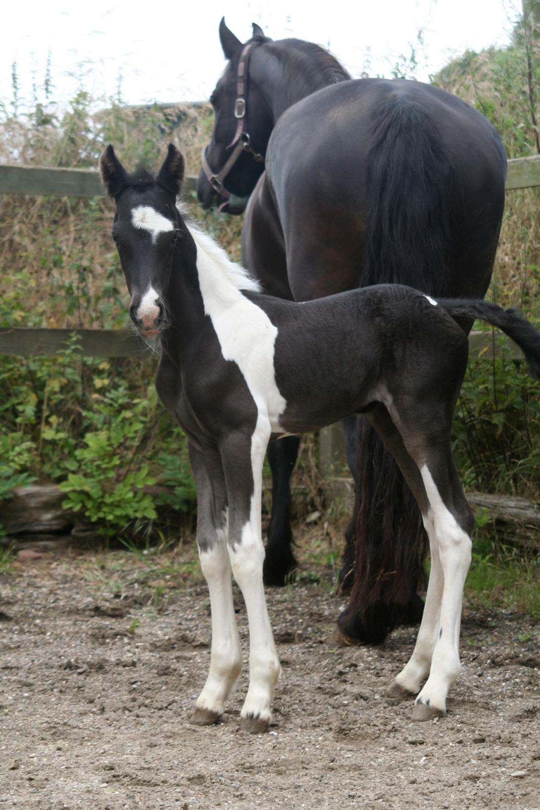 Barockpinto Stormarksgaards Daquiri billede 16