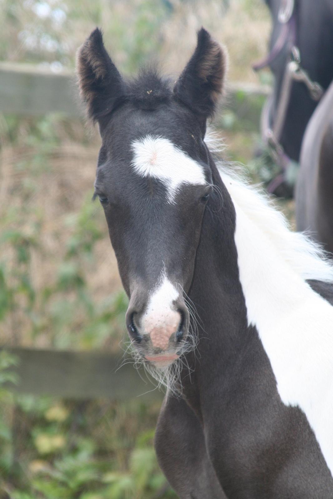 Barockpinto Stormarksgaards Daquiri billede 17