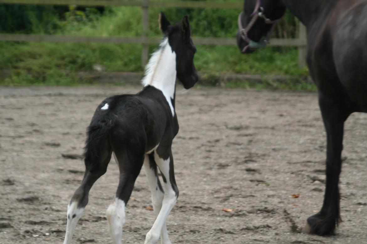 Barockpinto Stormarksgaards Daquiri billede 18
