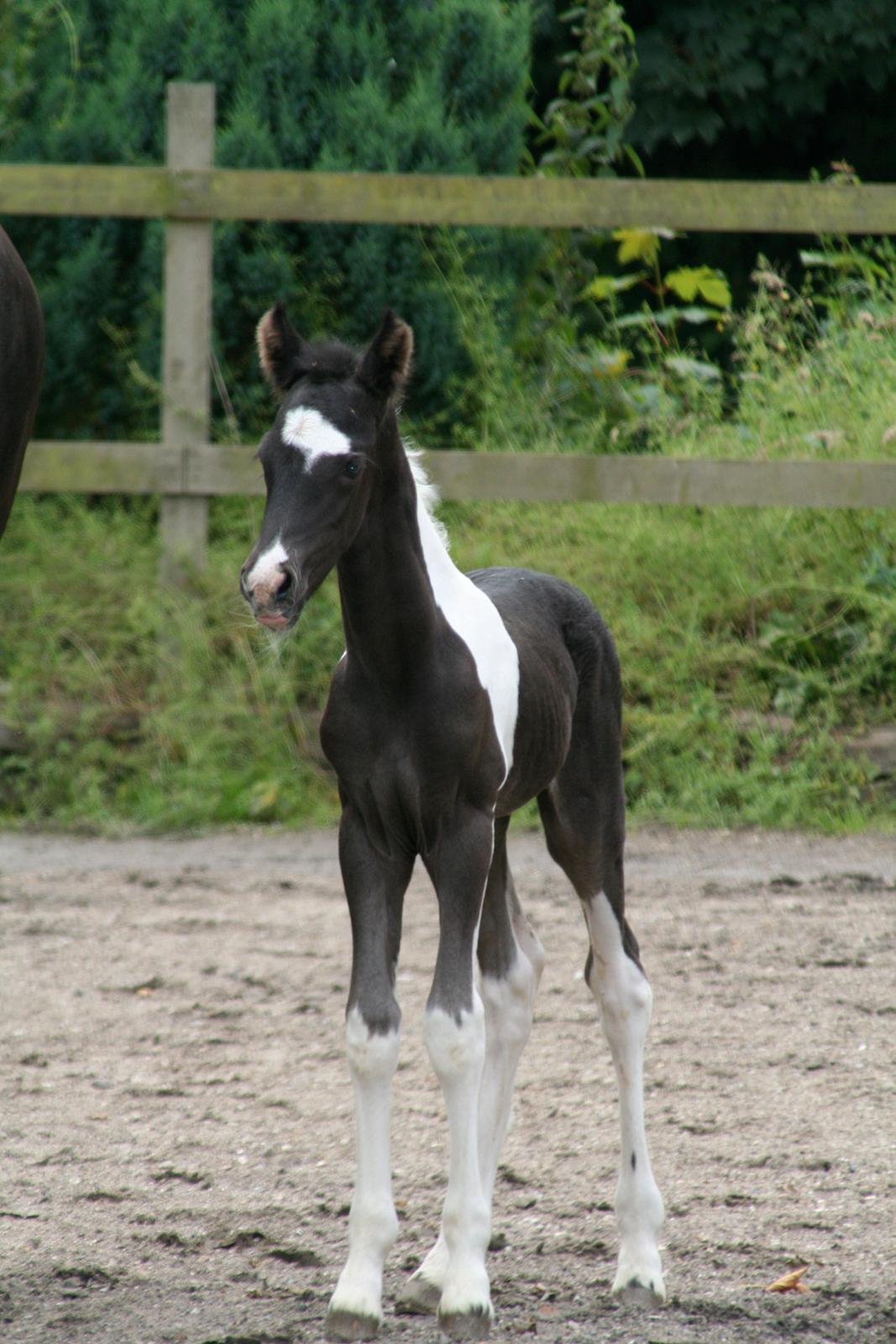 Barockpinto Stormarksgaards Daquiri billede 19