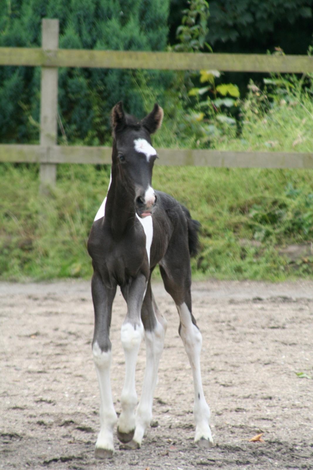 Barockpinto Stormarksgaards Daquiri billede 20