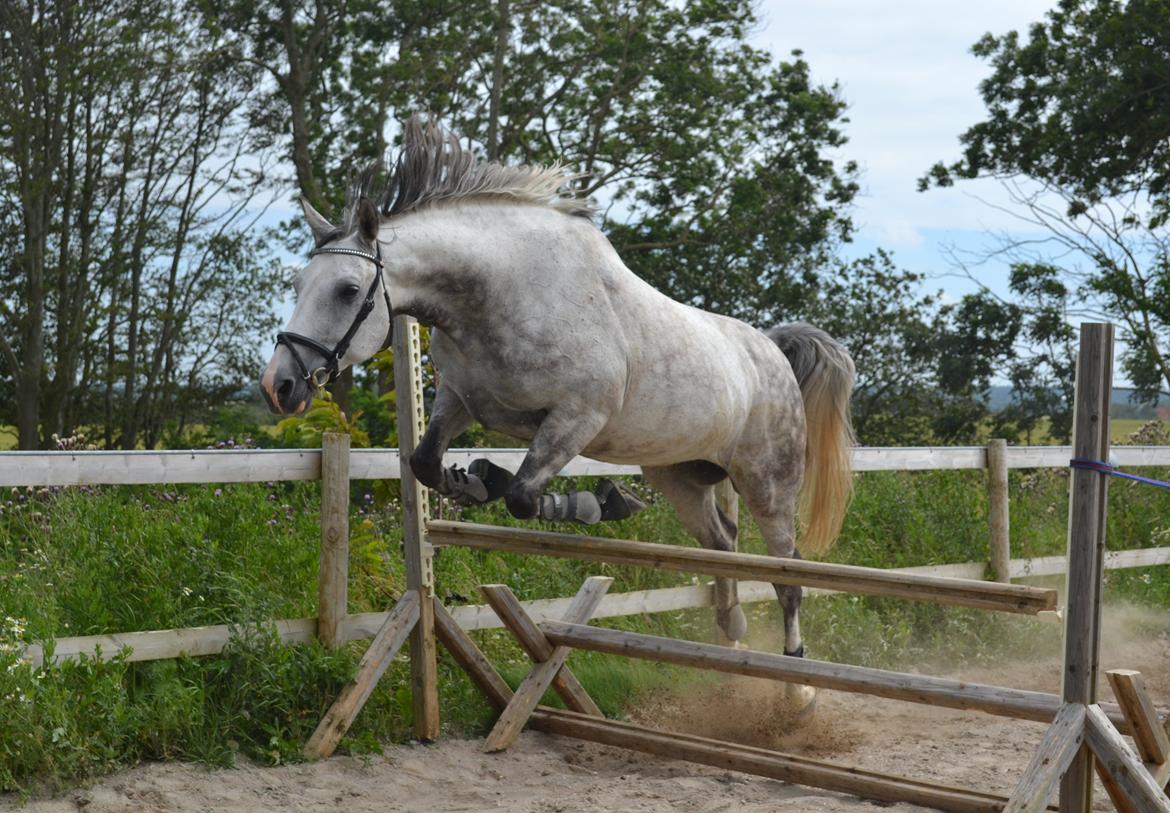 Anglo Araber (AA) Rodeo billede 17