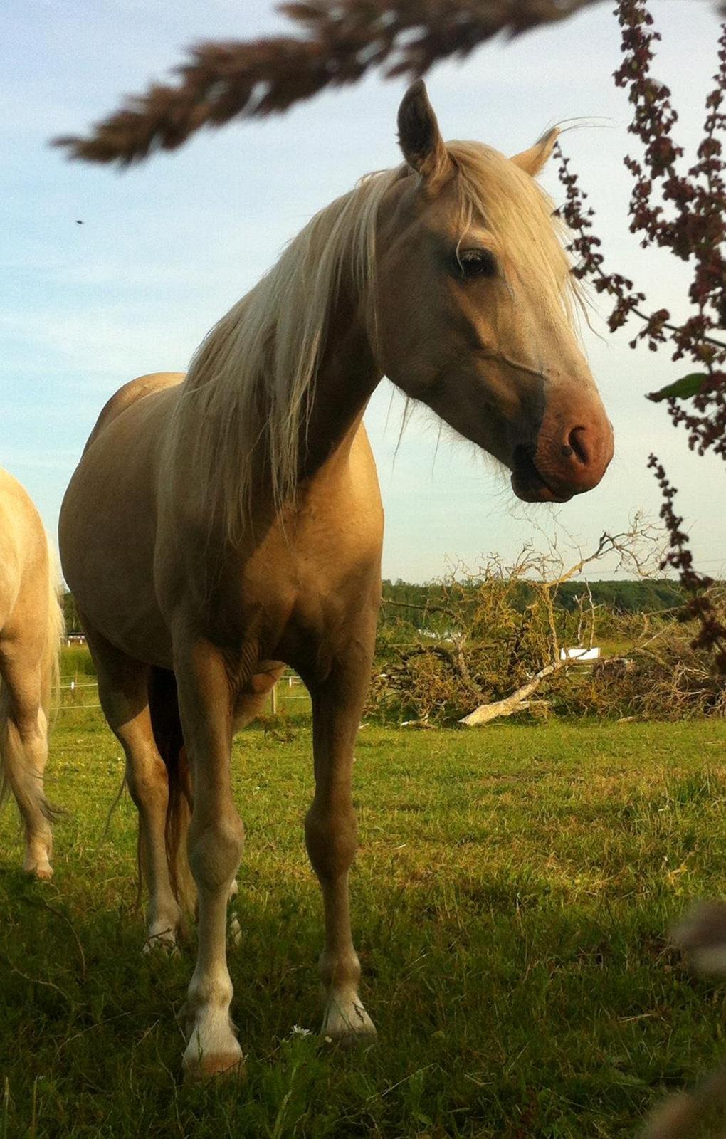 Welsh Pony (sec B) Fredens Ivory Knight billede 10