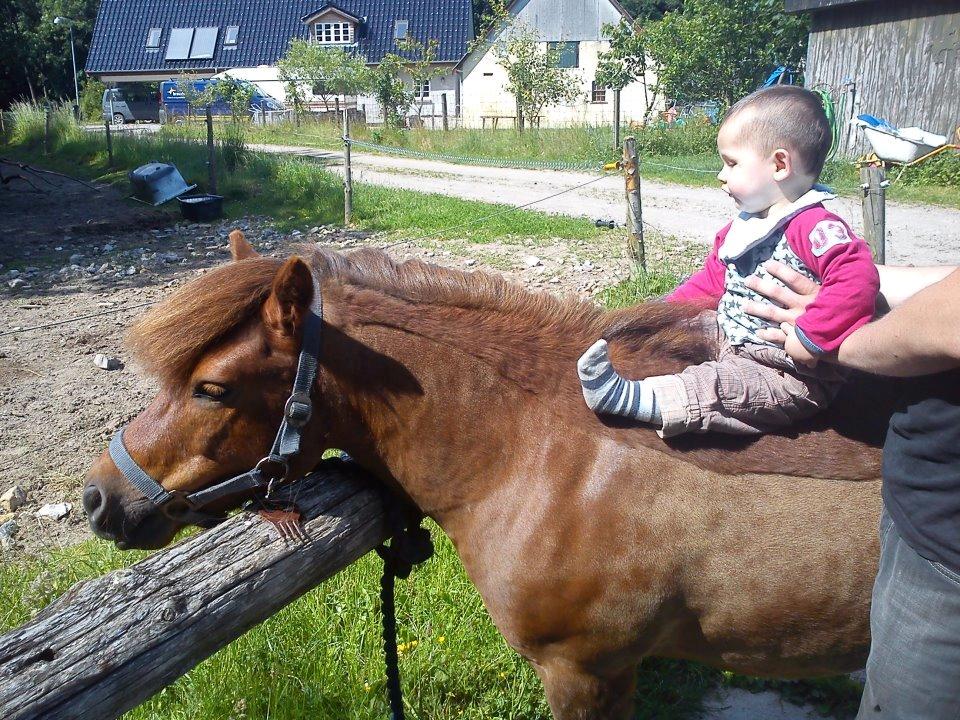 Shetlænder Romeo hjemme igen<3 billede 1