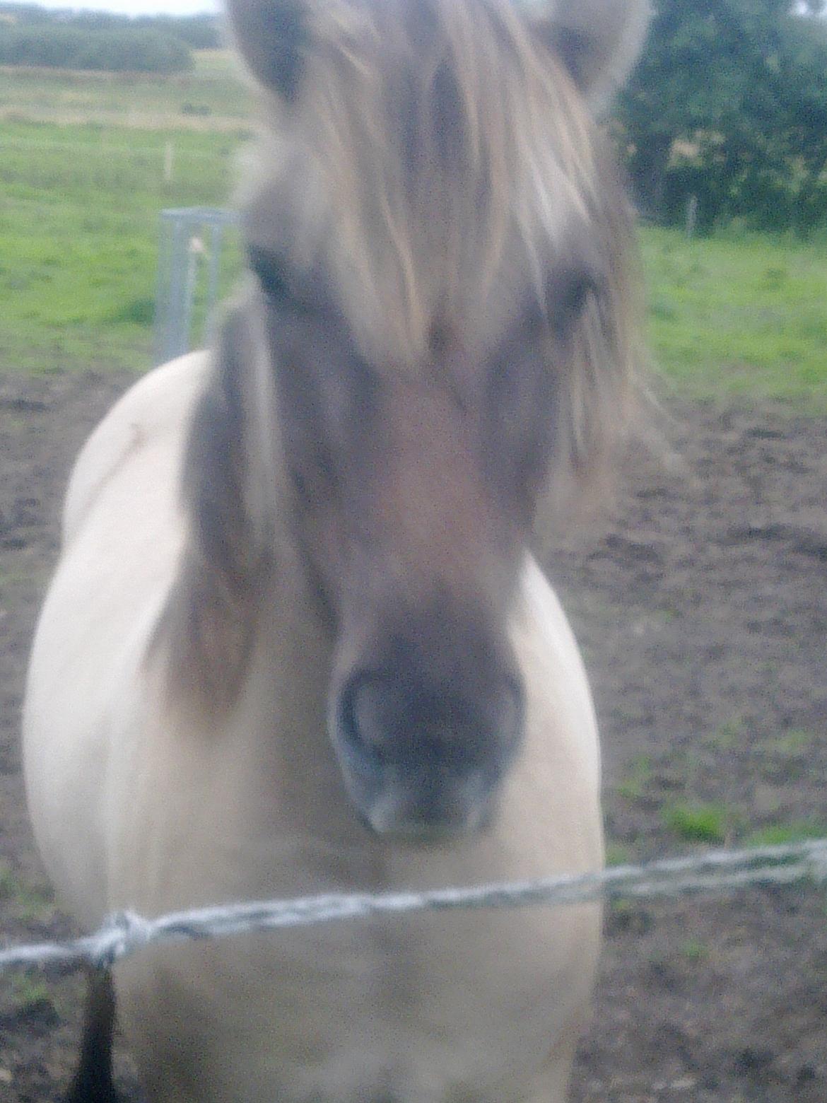 Konik Polski Bella billede 9