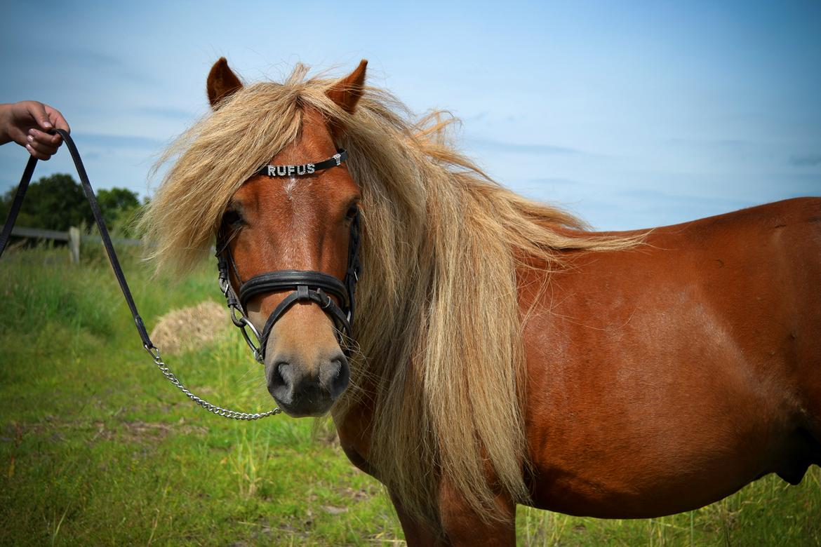 Shetlænder † Pjuske aka. Rufus af Rønhøj † - 22. juli, 2012 - Bassen der lige er på eventyr, der bare går og hygger.. :) Solstrålen i min hverdag. <3 billede 17