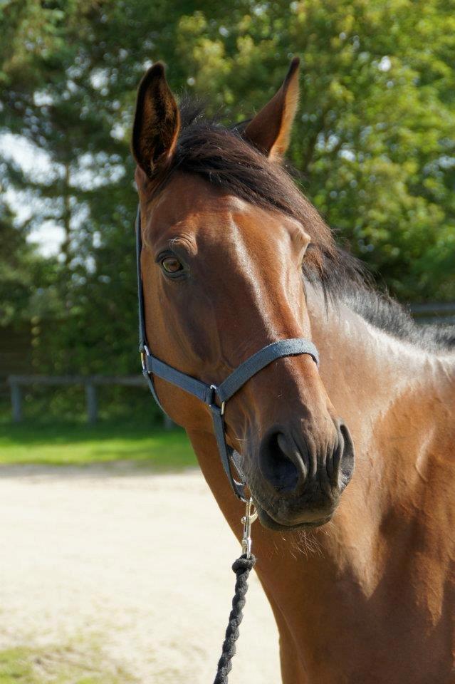 Dansk Varmblod Kandios billede 1