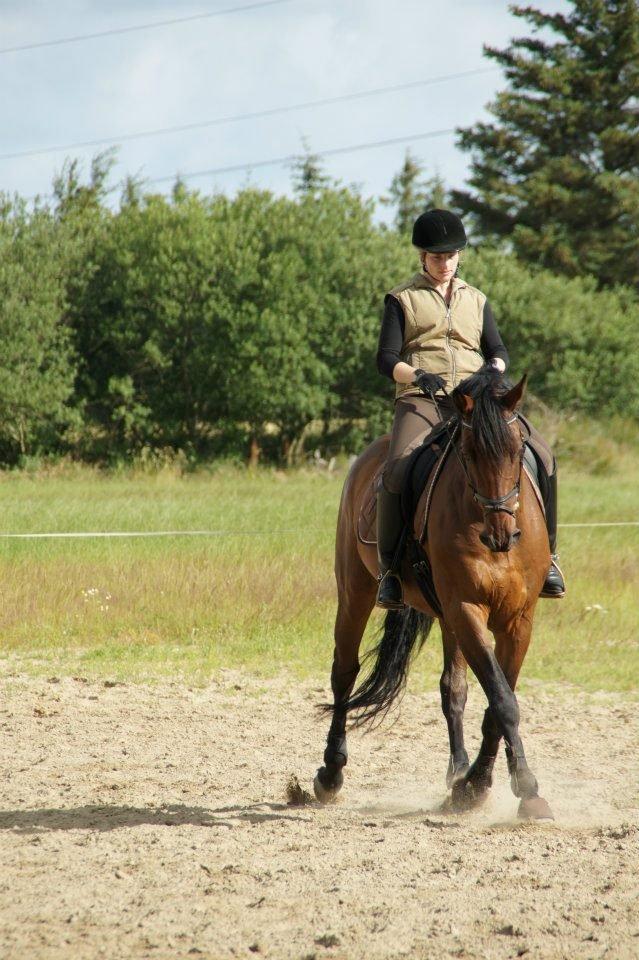 Dansk Varmblod Kandios billede 2