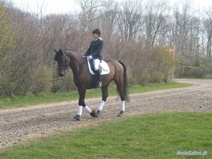 Dansk Varmblod Kandios billede 4